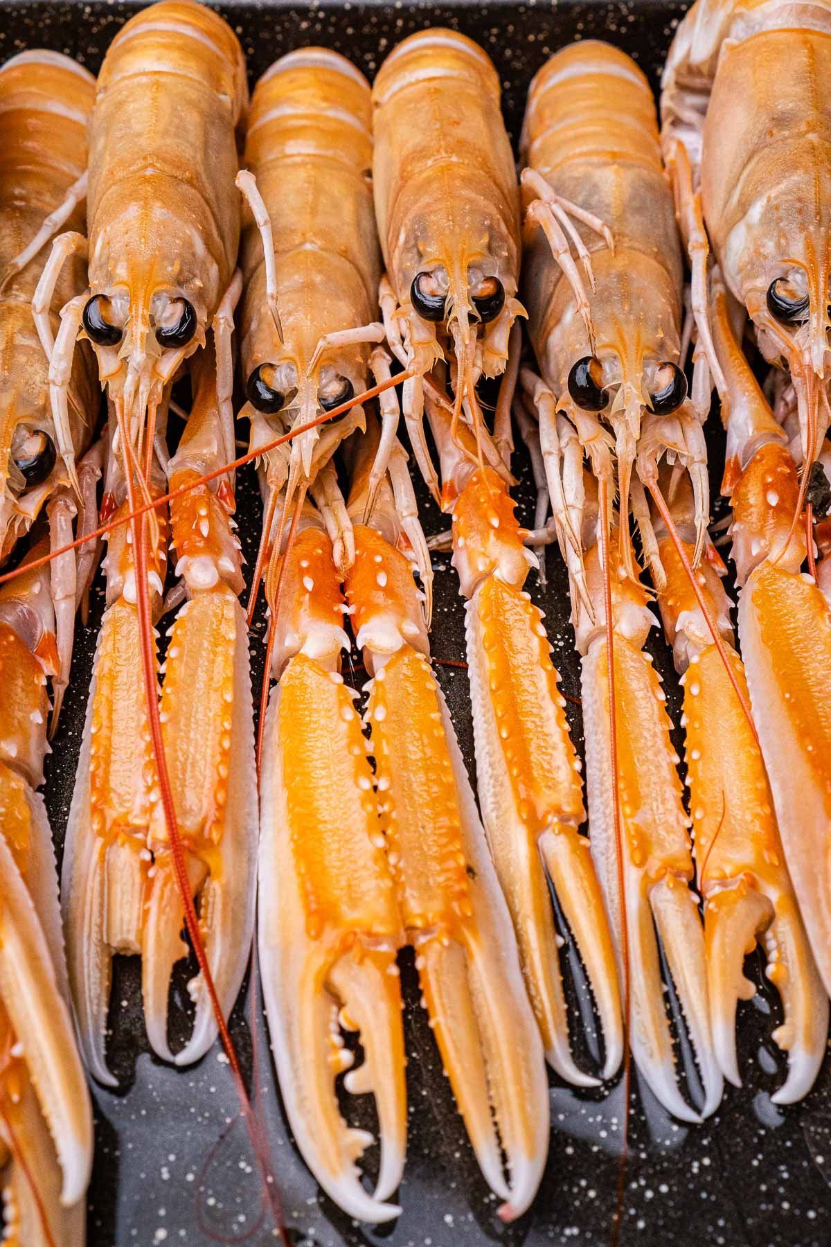 ΚΑΡΑΒΙΔΕΣ  (Nephrops Norvegicus)