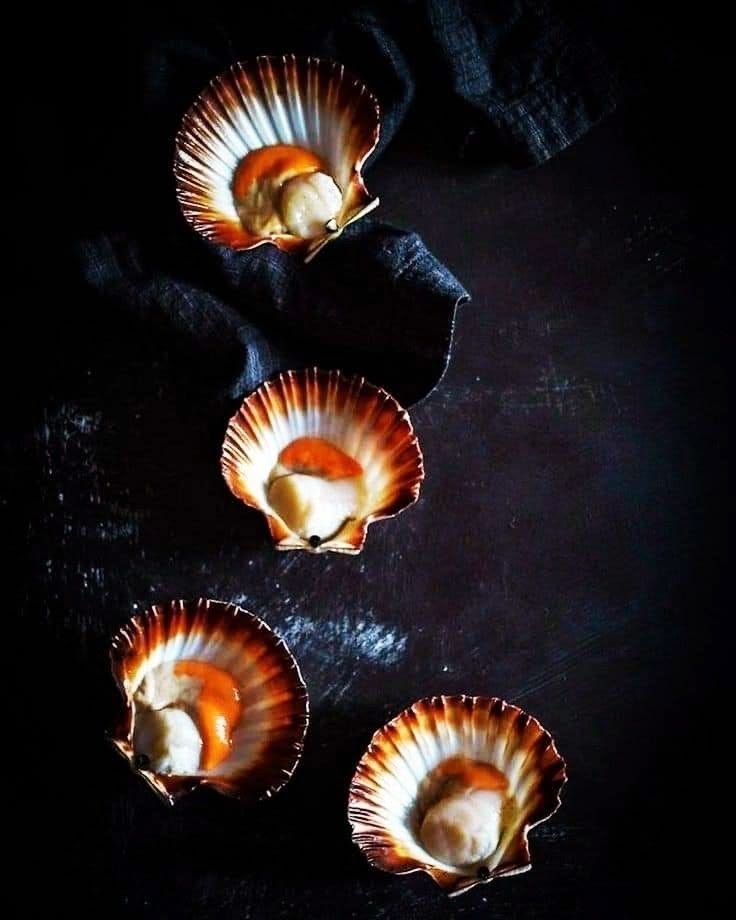 SCALLOPS/ ΧΤΕΝΙΑ ΙΑΠΩΝΙΑΣ/ ΑΓΓΛΙΑΣ FAO 27 (Pecten Mximus)