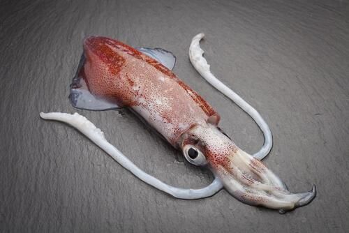ΚΑΛΑΜΑΡΙΑ C4 ΠΑΤΑΓΟΝΙΑΣ FAO 41 (Doryteuthis Gahi-Loligo Gahi)