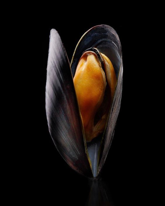 ΜΥΔΙΑ ΧΙΛΗΣ FAO 87 (Mytilus Chilensis)
